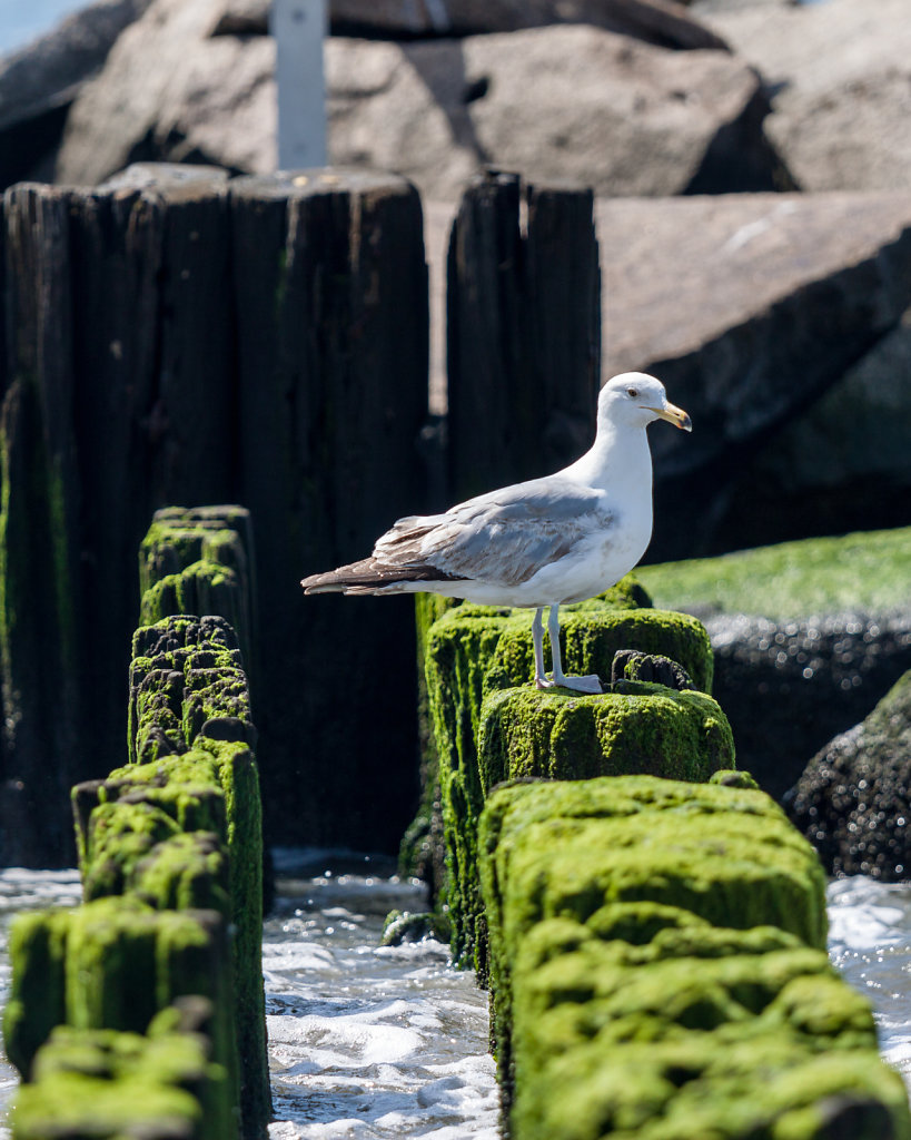 Seagull