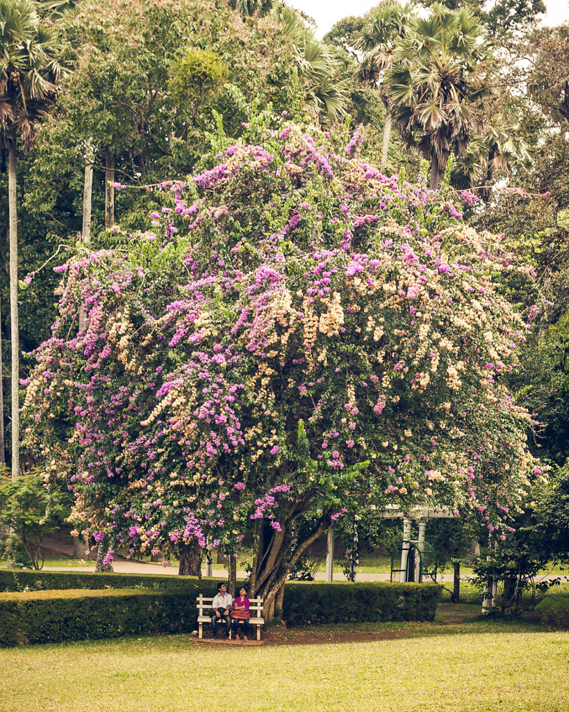 Royal Botanic Gardens in Kandy
