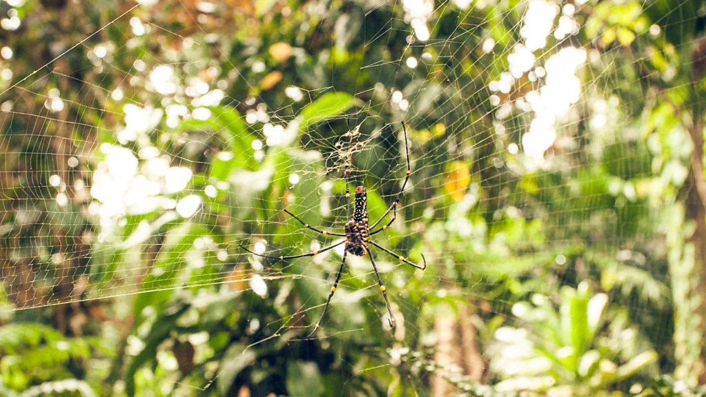 Spider in the Royal Botanic Gardens in Kandy