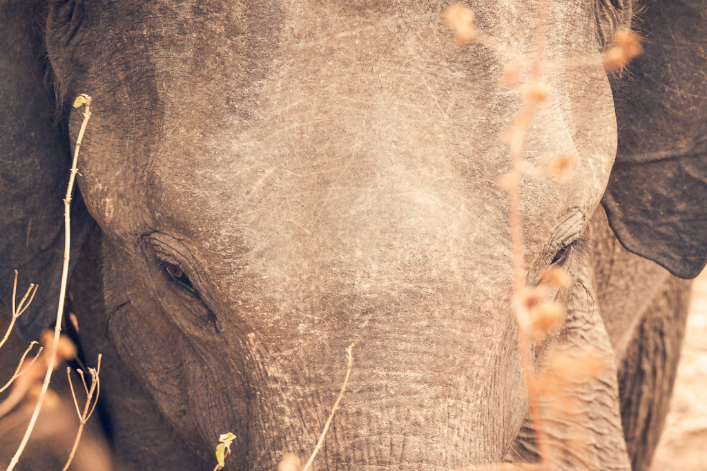 Elefant in Udawalawe National Park II