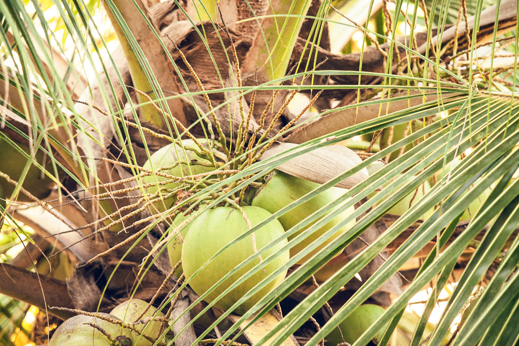 Coconuts