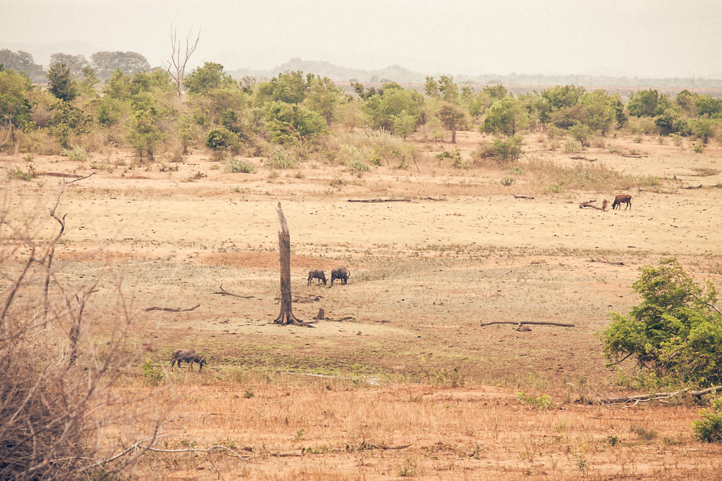 Udawalawe National Park II