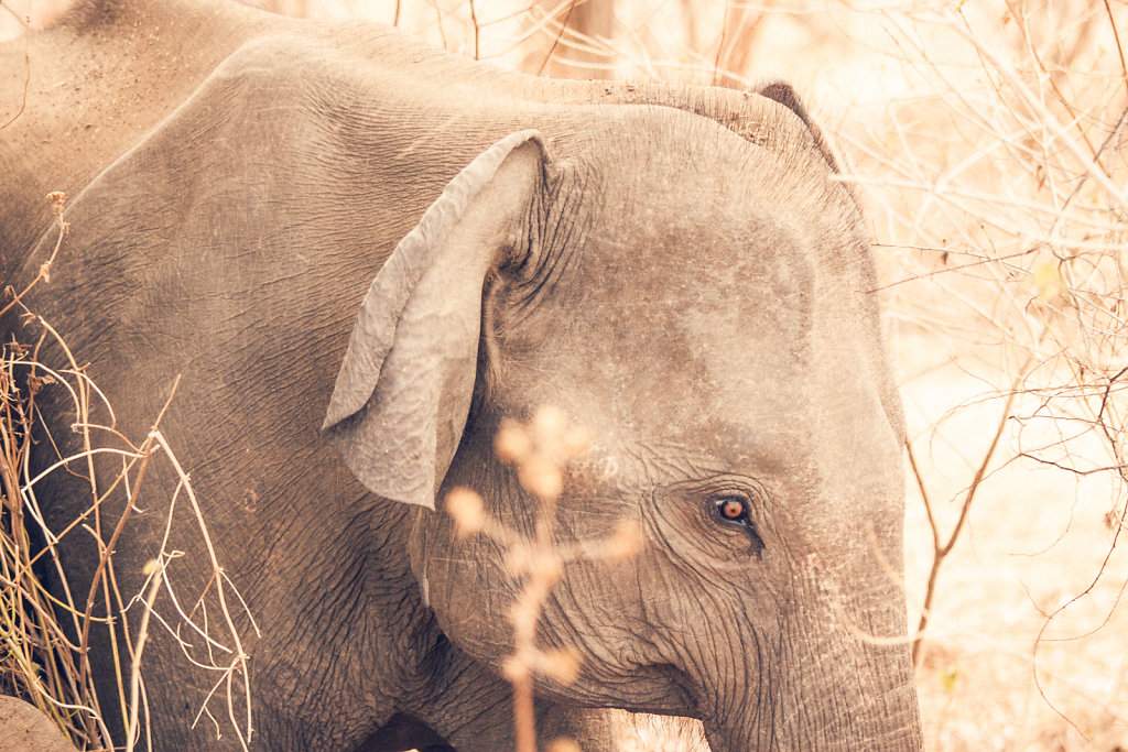 Elefant in Udawalawe National Park